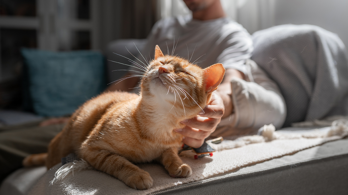 Happy Cat Month – Innovation for everyday happiness Happy Cat
