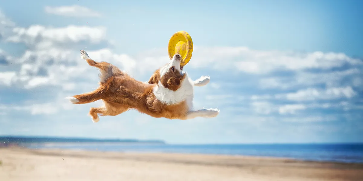 Jump into summer with your furry sidekick!
