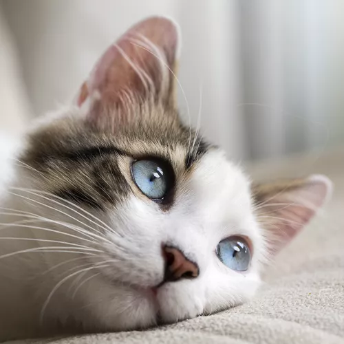 Cat lying the sofa