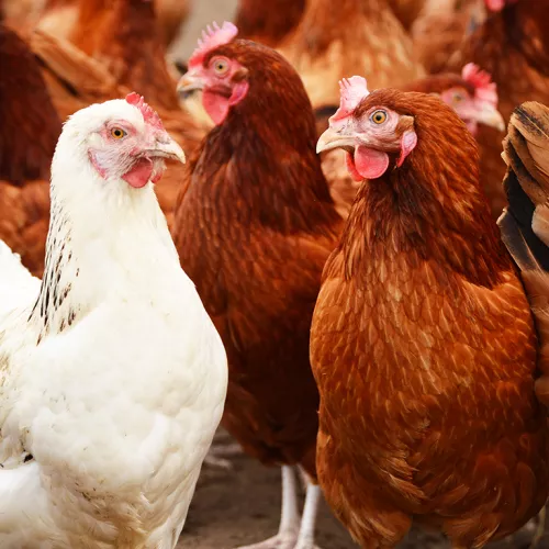 Group of white and brown chickens