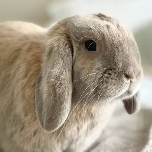 Dwarf rabbit sitting on blanket in sofa