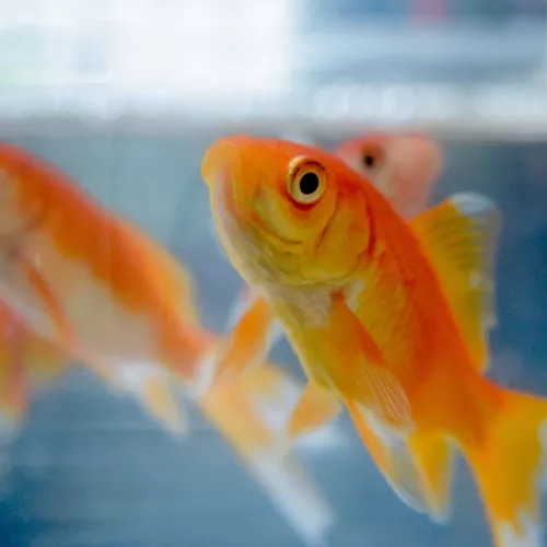 Fish swimming in aquarium
