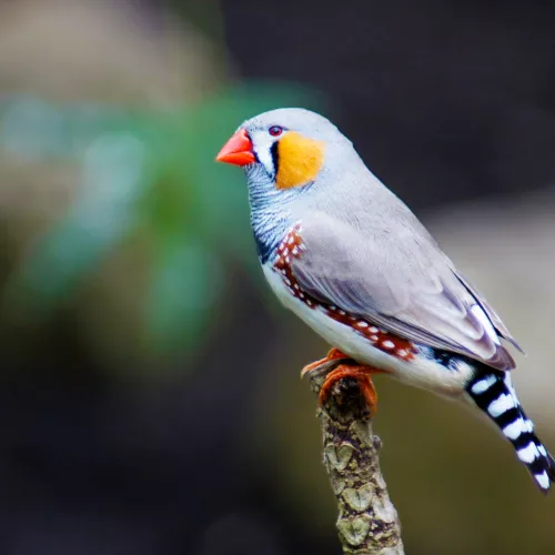 Exotic bird sitting on wooden perch