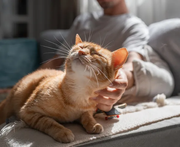 Happy Cat 