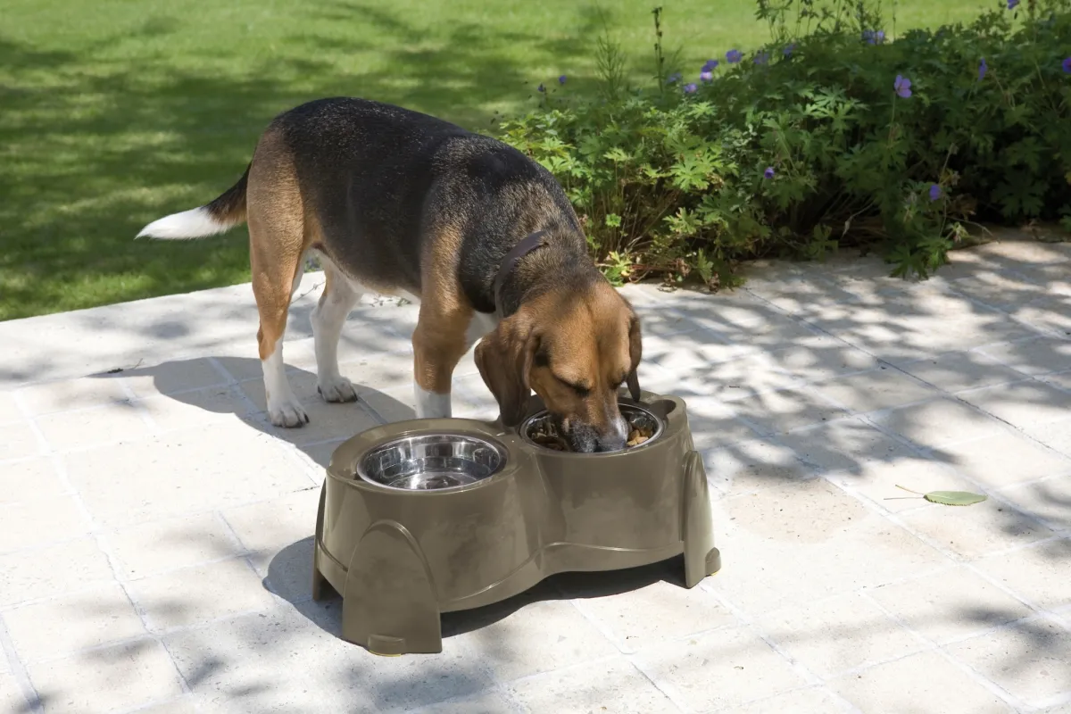 Ergo Feeder - Raised feeder for dogs