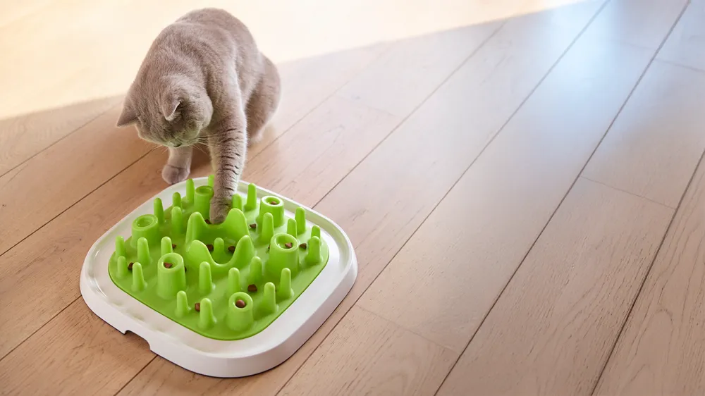Enigma slow feeder Cat playing with Savic Enigma feeding puzzle slow feeder.