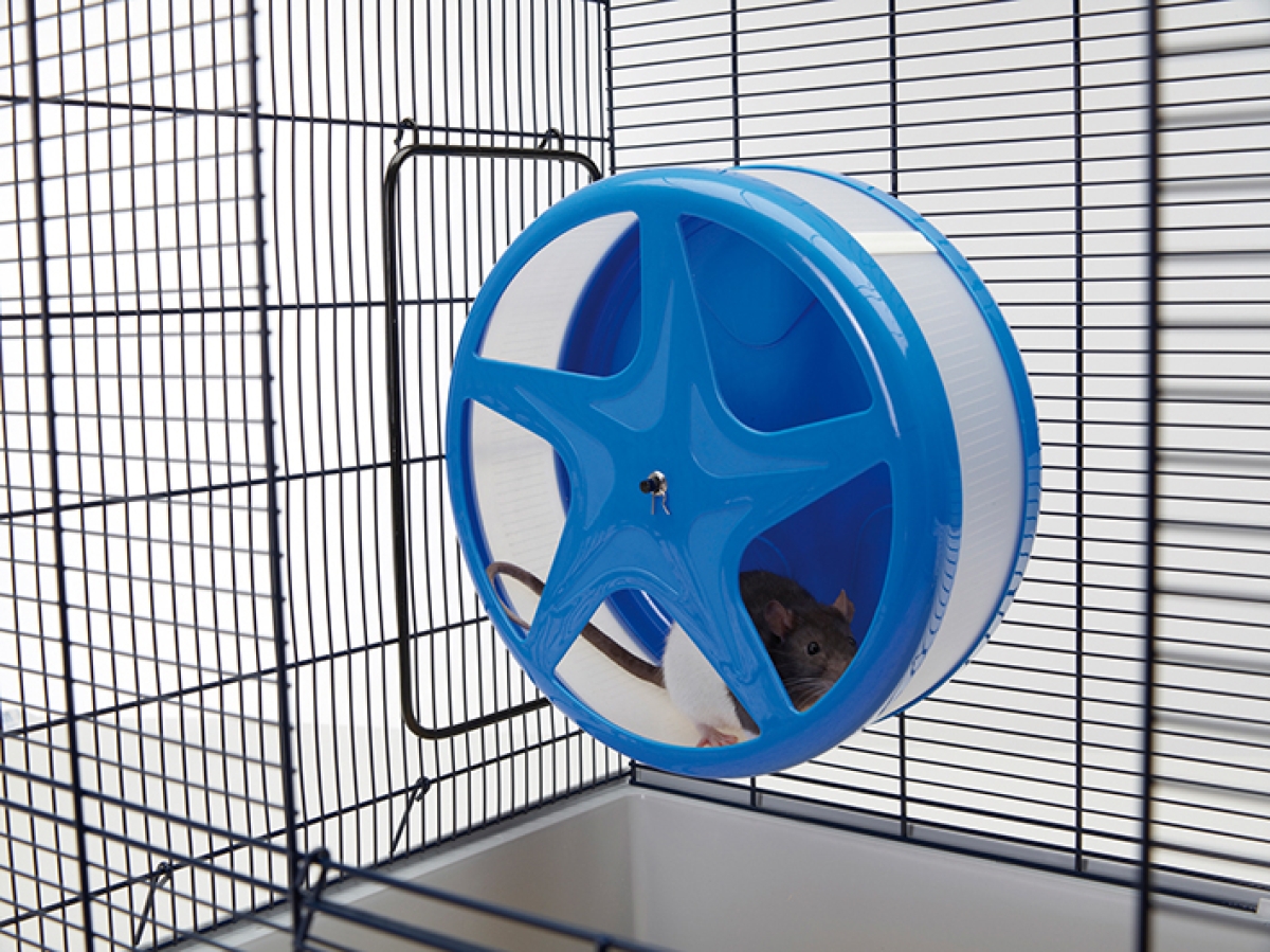 Orbital Large silent exercise wheel