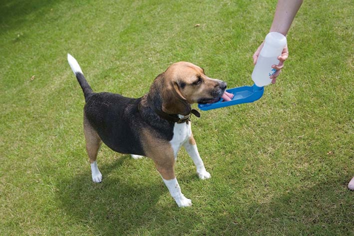 Aqua Boy Medium water dispenser - 0,55 L Aqua Boy Medium water dispenser - 0,55 L