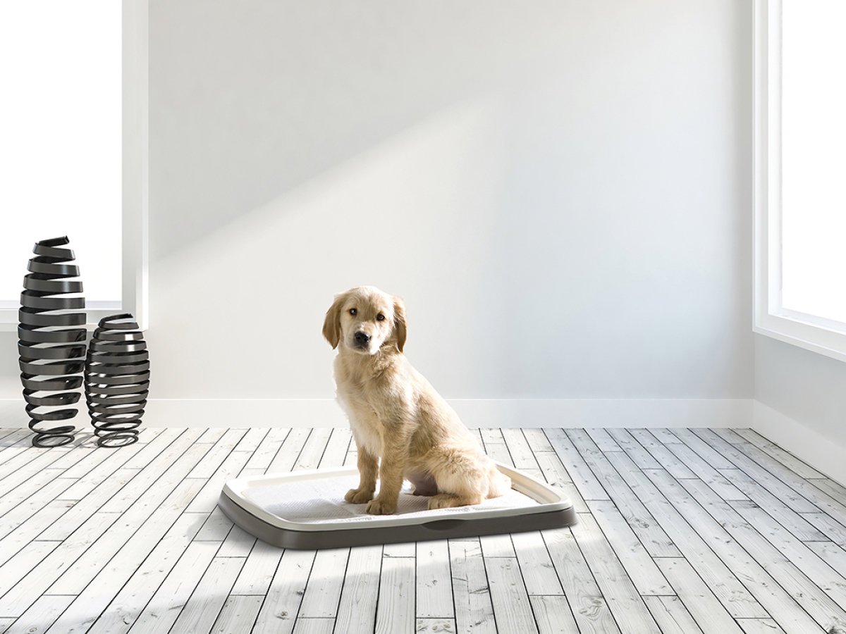 Puppy Trainer Starter Kit Large