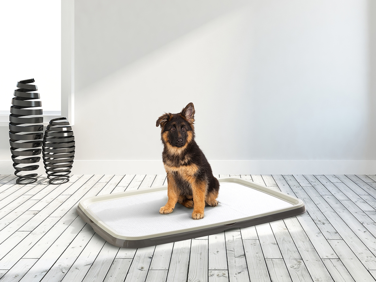 Puppy Trainer Starter Kit Extra-Large