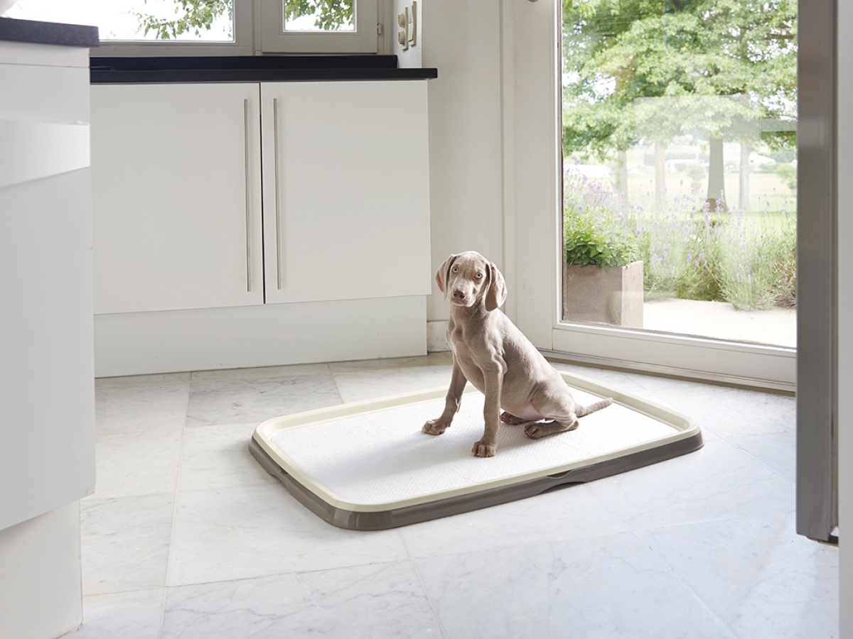 Puppy Trainer Starter Kit Extra-Large