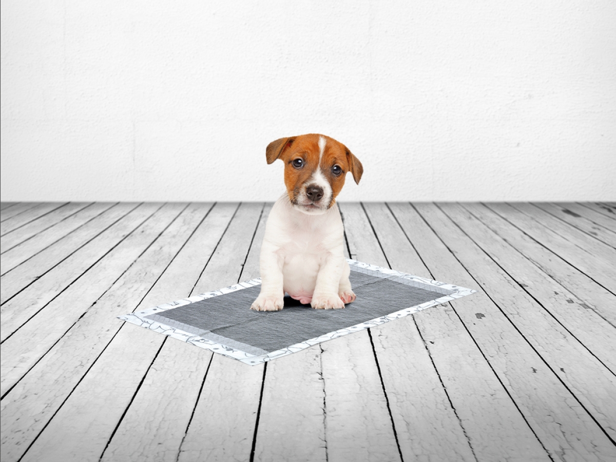 Puppy Trainer Carbon Medium 50 training pads