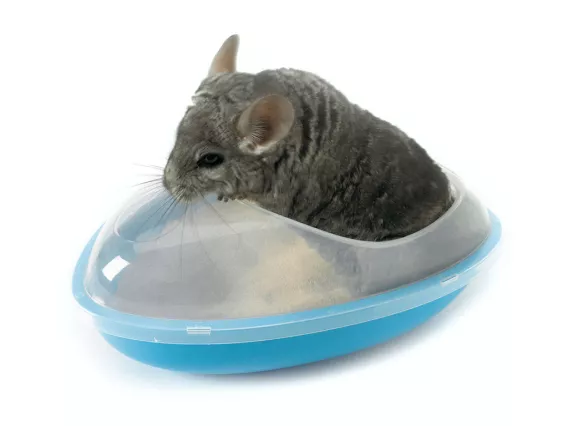 Wellness Chinchilla Bath with removable lid, durable plastic construction, and elegant design for rodent grooming.